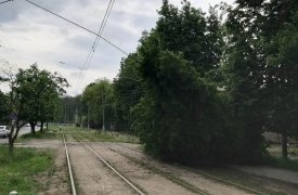 В центре Тулы в субботу из-за грозы на трамвайные пути упало дерево