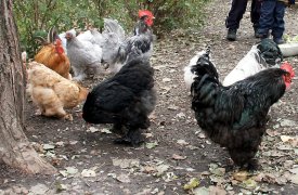 Тульским дачникам запретили разводить кур без согласия соседей