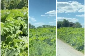 Село Архангельское в Тульской области заросло борщевиком