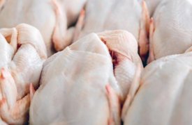 В продукции птицефабрики из Тульской области нашли антибиотики и сальмонеллу