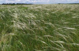 Серебряное море травы: на Куликовом поле цветет ковыль