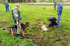 Преследование и бой собаки с человеком: тульские кинологи показали свои умения