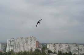 Туляков могут теперь выселить из неаварийного дома ради развития города