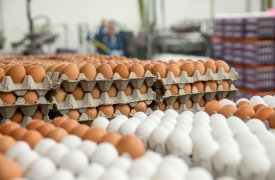 Специалисты Роспотребнадзора по Тульской области проверили местные птицефабрики