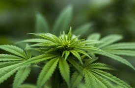 Житель Заокского района хранил в носке марихуану, часть которой продал знакомому