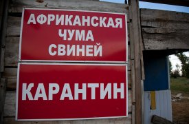 В Тульской области вспышка африканской чумы: две деревни закрыли на карантин