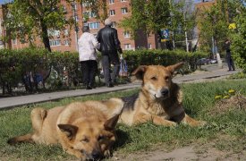 За равнодушие к бродячим собакам оштрафовали главу администрации Новомосковска