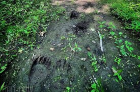 Медвежьи следы нашел туляк на территории Щегловской Засеки
