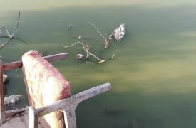 Загрязненную воду в пруду Медвенка проверит природоохранная прокуратура