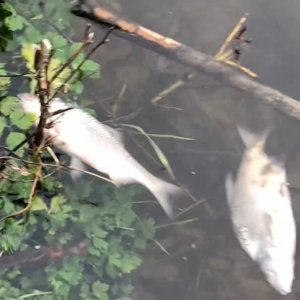 В водоеме села Спасское под Новомосковском гибнет рыба