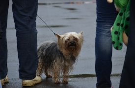 В Тульской области объявлено метеопредупреждение из-за грозы и ветра