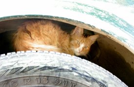 В Международный день кошек, отмечаемый 8 августа, тульские волонтеры оказали помощь приюту для бездомных животных