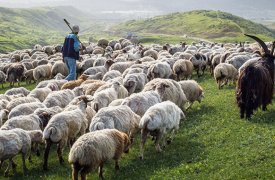 В Кимовском районе судимый пастух ограбил пенсионерку