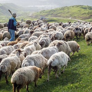 В Кимовском районе судимый пастух ограбил пенсионерку