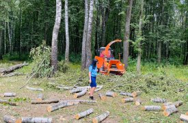 В Щекино в парке «Лесная поляна» незаконно спилили несколько деревьев