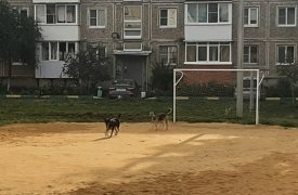 Жителей Новомосковска терроризируют бездомные собаки