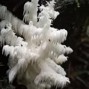 Красивый краснокнижный гриб ежовик вырос в лесах Заокского района после дождей