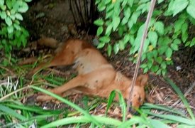 Туляки жалуются на догхантеров: в Заречье массово травят собак
