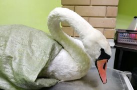 Тульским ветеринарам не удалось спасти лебедку, вывезенную из пруда в Пролетарском районе