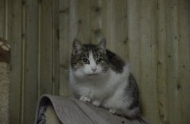 Жители Тульской области смогут стерилизовать своих питомцев по льготной цене