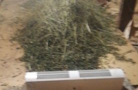 Предприимчивый житель Щекинского района выращивал марихуану у себя на участке и продавал