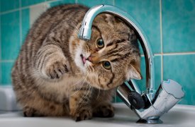Плановые отключения: в двух частях Тулы не будет воды 9 сентября