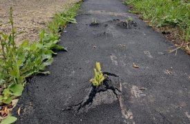 Проросшую травой асфальтовую дорожку в Туле проверила прокуратура