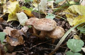 Житель Тульской области отравился грибами, собранными в городском парке