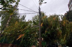 В Туле из-за непогоды упало дерево и повисло на проводах