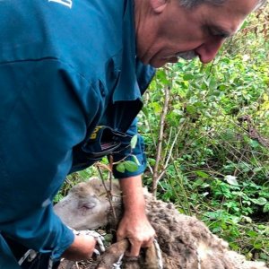 Ясногорские пожарные спасли овцу с ягненком, которые провалились в колодец