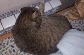 Жители Тульской области могут посмотреть онлайн актуальный график подачи отопления