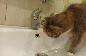 29 сентября без воды в Туле останутся десятки домов и большой частный сектор в Криволучье