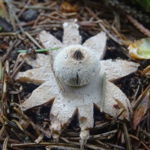 Земляные звезды и бокальчики: тульские экологи показали 5 самых необычных грибов Тульской области