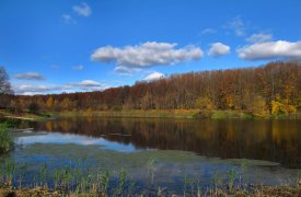 Из уникальных водорослей, найденных в Тульской области, смогут делать лекарства и топливо