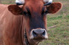 В Тульской области забраковали почти четверть тонны молочной продукции, произведенной с нарушениями