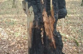 В Алексине незивестные вандалы сожгли три деревянных скульптуры в Бору