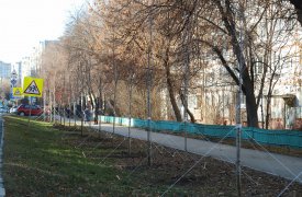 В Туле высадили 62 саженца рябины обыкновенной и клена Гиннала