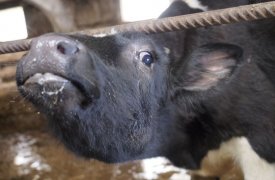 В Тульской области под Плавском ввели карантин по бешенству животных