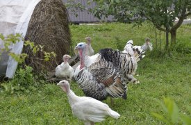 «Краснобор», тульское производство продуктов из индейки, может купить «Черкизово»