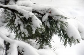 Снежные блохи появились в Тульской области