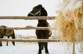 Туляков приглашают прикоснуться к сельской жизни на Конном дворе  «Куликова поля»