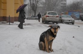 По прогнозам синоптиков, сегодня, 3 января, в Туле будет до -8 градусов