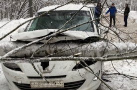В Туле возле Хомяково упавшее дерево раздавило автомобиль