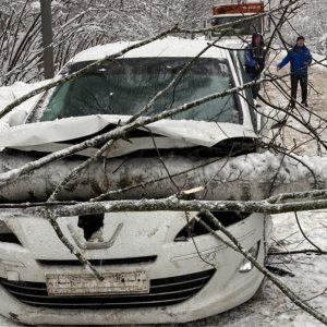 В Туле возле Хомяково упавшее дерево раздавило автомобиль