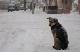 По прогнозам синоптиков, сегодня, 15 января, в Туле будет до -2 градусов