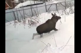 В центре Тулы местные жители заметили молодых лосей