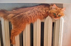 Вечером 31 января жители Советска остались без отопления и горячей воды