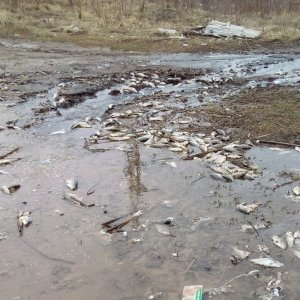 Жители Ясногорска сообщают о массовой гибели рыбы в местном пруду