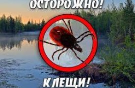 В Тульской области участились случаи нападения клещей