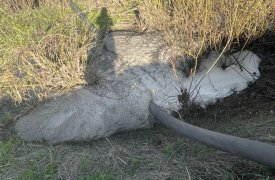 В Куркинском районе Тульской области прокуратура начала проверку после гибели рыбы